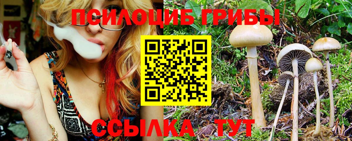 Заводоуковск  наркота  Вход с VPN  Галлюциногенные грибы прущие грибы 